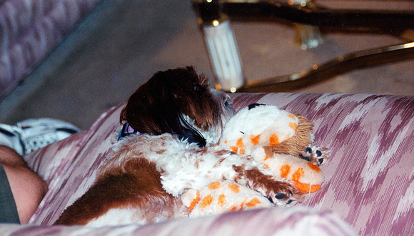 CHANDLER AND LION 1 2000
