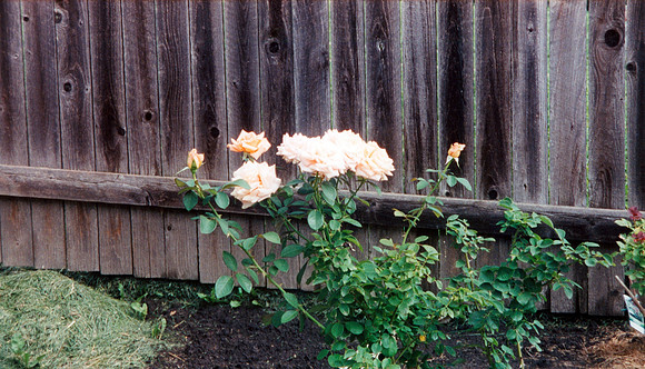 BACKYARD 8 2000