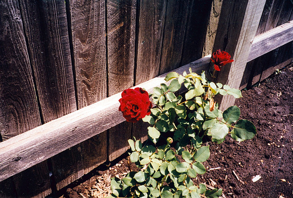 ROSE FROM LIZ FOR DADS DEATH 2000
