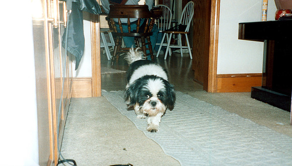 JOEY 2000