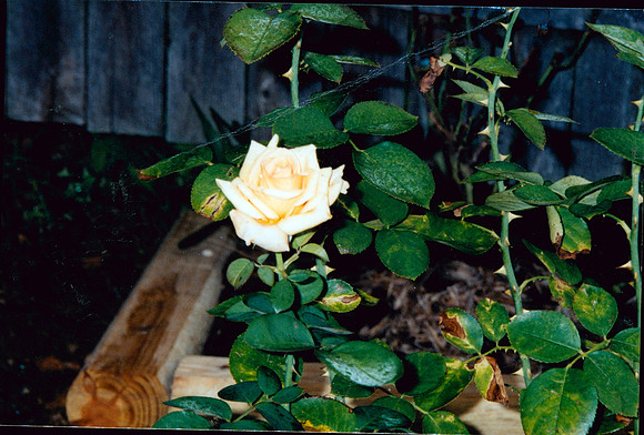 ROSE FROM LIZ FOR DONS DEATH 1 2000
