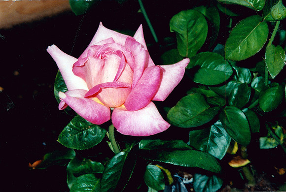ROSE FROM LIZ FOR DONS DEATH 3 2000