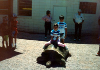 JENNA JEREMY TURTLE 1990