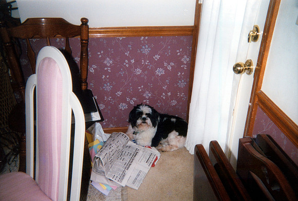 JOEY 2000 copy