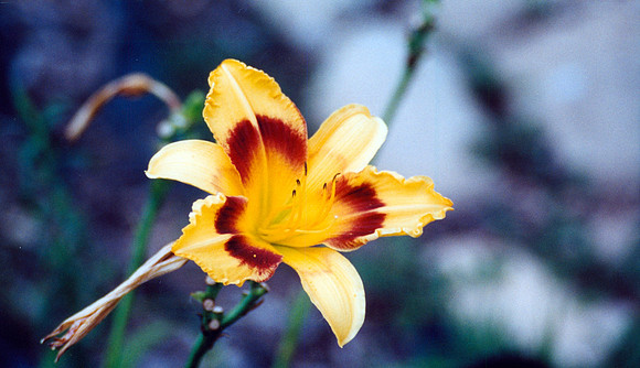 BACKYARD 16 2000