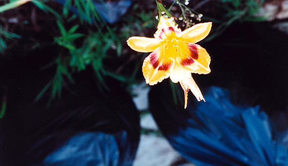 BACKYARD 17 2000