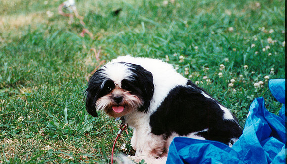 JOEY